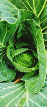 High angle view of green leaves