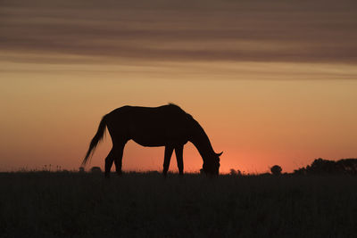 Horses on field against sky during sunset