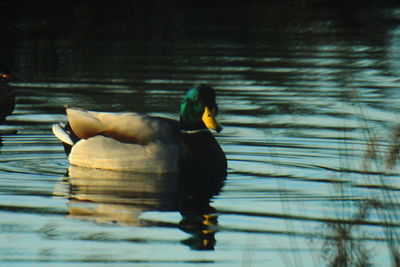 Duck swimming in lake