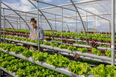 Male farmer checking leaves of lettuce salad cultivated in spacious hydroponic greenhouse in agricultural farm