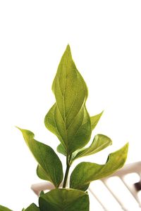 Close-up of leaves against white background