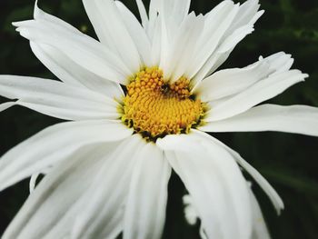 Close-up of white daisy flower