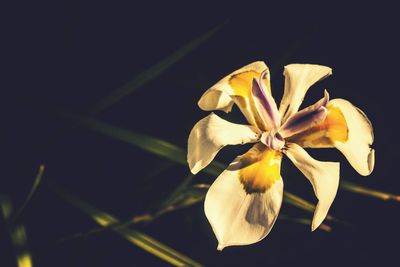 Close-up of pink flower blooming against black background