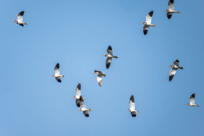 bird