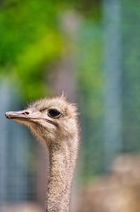 Ostrich strides through its territory