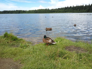 Swans swimming in lake against sky