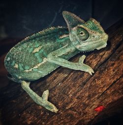 High angle view of lizard on wood