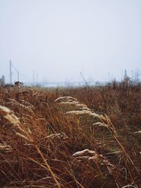 Scenic view of field against clear sky