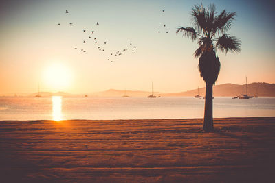 Silhouette birds flying over sea against sky during sunset