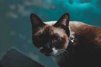 Portrait of a cat