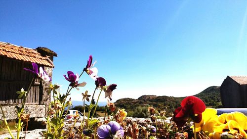 Close-up of red flowers against blue sky