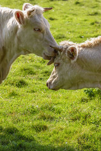 Cow licking another cow on a meadow
