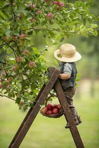 Boy picking apples on plants