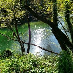 Reflection of trees in lake