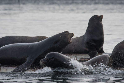 Sea lions swimming in water