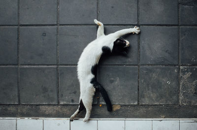 Full length of cat relaxing on footpath