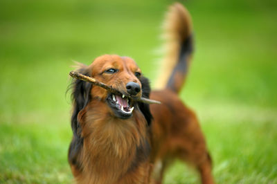 Close-up of a dog on field