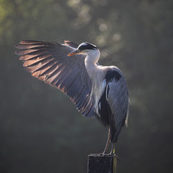 Close-up of a birds wing 