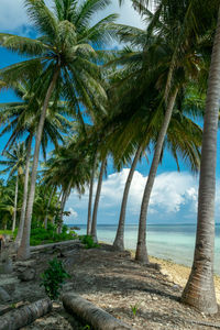 Palm trees by sea against sky