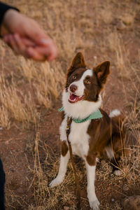 Portrait of dog with hand on field