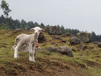 Sheep standing in a field