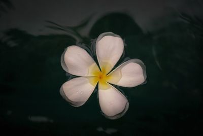 Close-up of frangipani flower