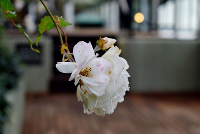 Close-up of white flower