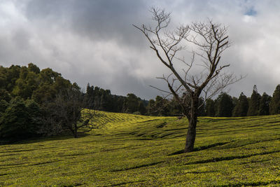 Trees on field against sky