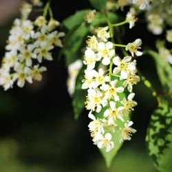 Close-up of flowers blooming outdoors