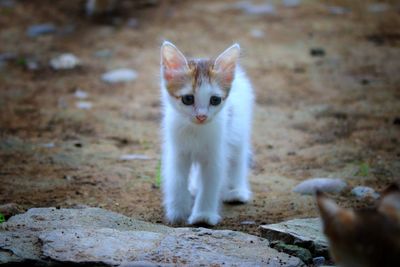 Portrait of cat sitting on field