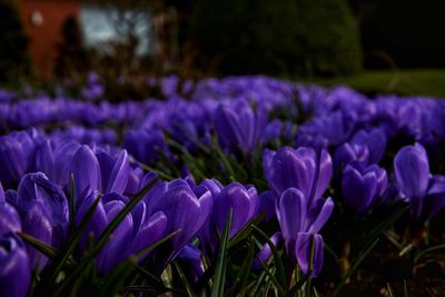 Close-up of purple crocus flowers on field