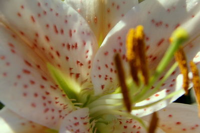 Full frame shot of fresh white flower