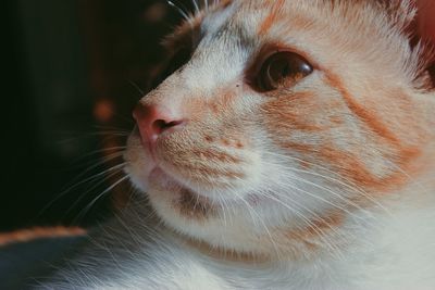 Close-up of a cat looking away