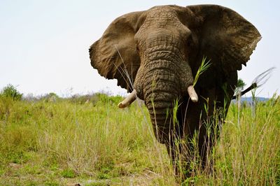 African elephant on grassy field