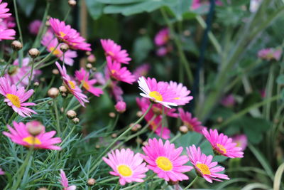 Close-up of pink flowering plant in field