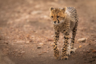 Cheetah cub on field in forest