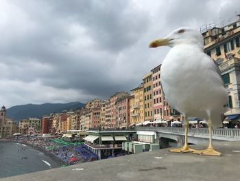 Seagull on a building