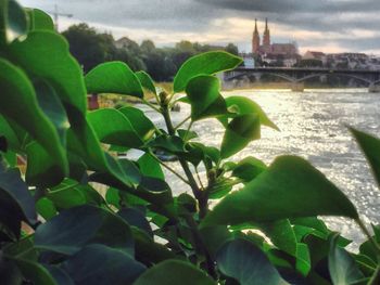 View of plants against cloudy sky