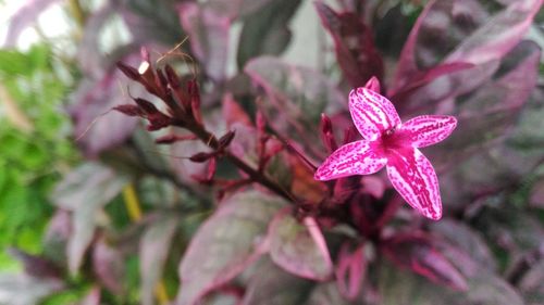 Close-up of pink flower