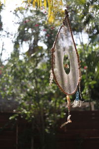 Close-up of branch hanging on tree