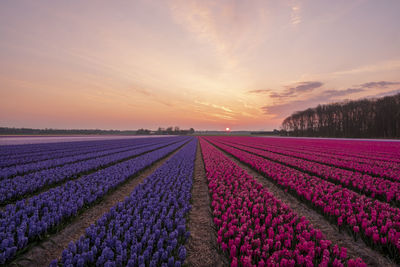 Scenic view of field against sky during sunset