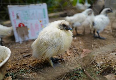 View of a bird on field