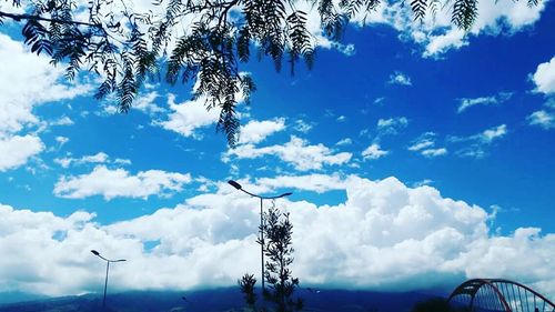 Low angle view of trees against blue sky