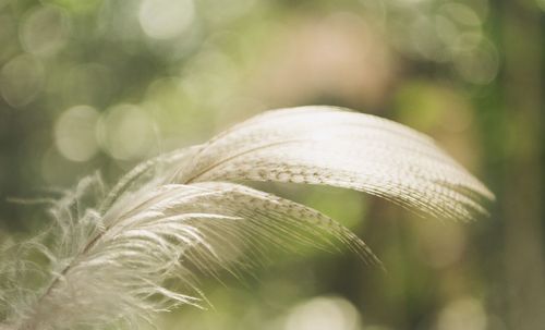 Close-up of fresh green plant