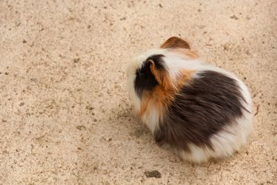 High angle view of cute guinea pig on footpath