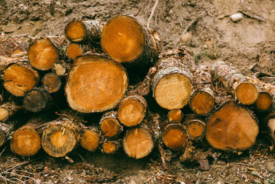 Stack of logs