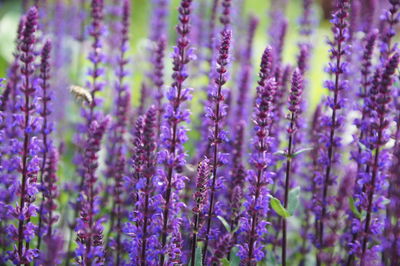 Close-up of purple flowering plants on field