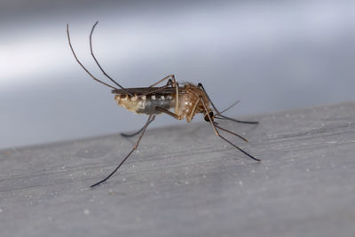 Close-up of spider