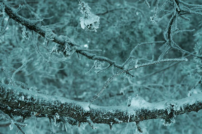 Close-up of frozen plant