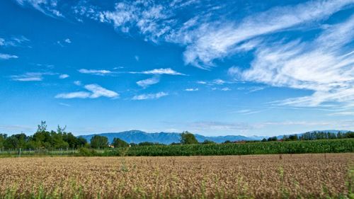 Scenic view of agricultural field against blue sky